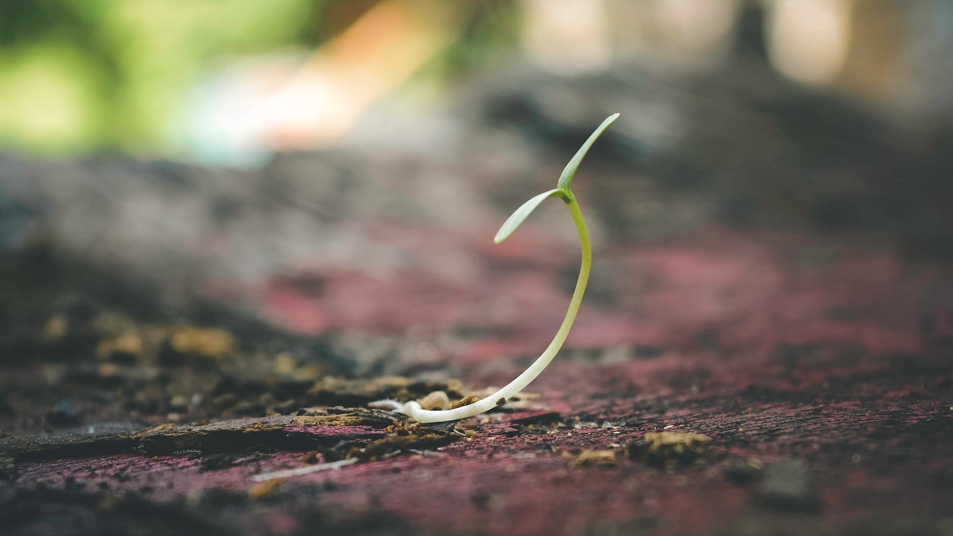 What Are Regular Cannabis Seeds, And Are They Worth Growing?