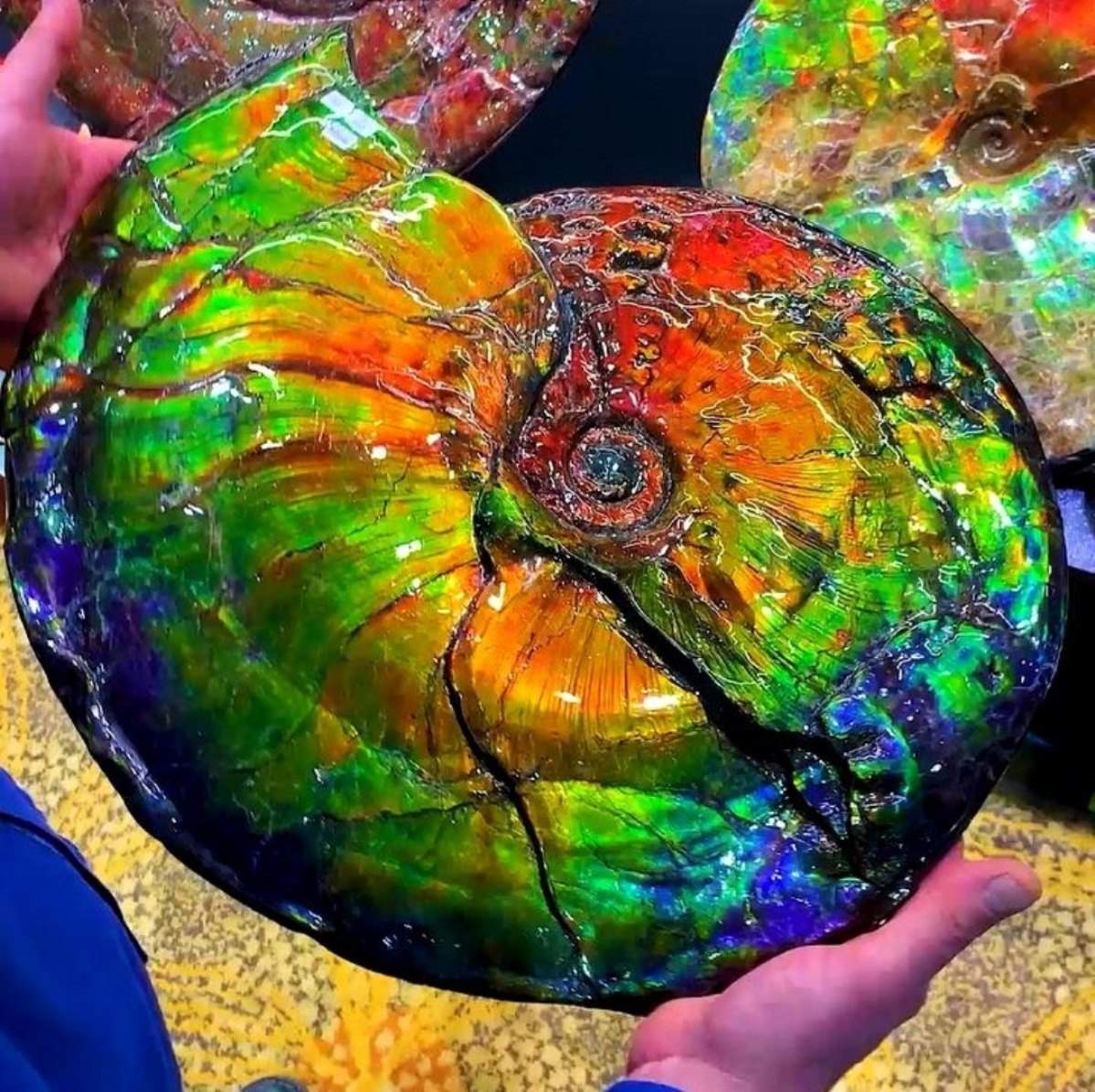 Ammolite Facts, Information And Description